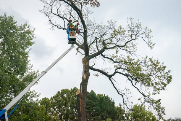 Best Tree Removal Cost  in Manti, UT